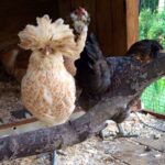 CB06533A-4197-43E1-9C25-DBCD27D82141_1_105_c