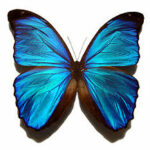 240px-Blue_morpho_butterfly_300x271