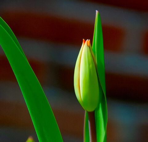 Listen Spring: A Poem by Wayne Oldroyd